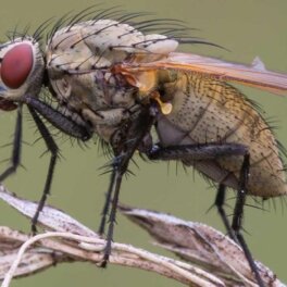 Луковая муха: как бороться с вредителем в саду народными средствами