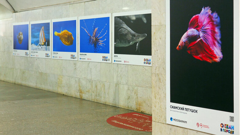 Фотовыставка с подводными обитателями "Москвариума" открылась в московском метро
