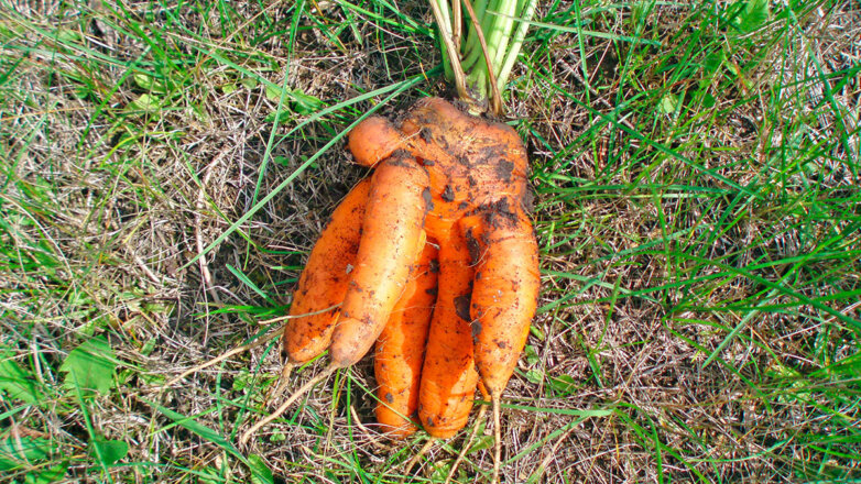 Почему морковь рогатая