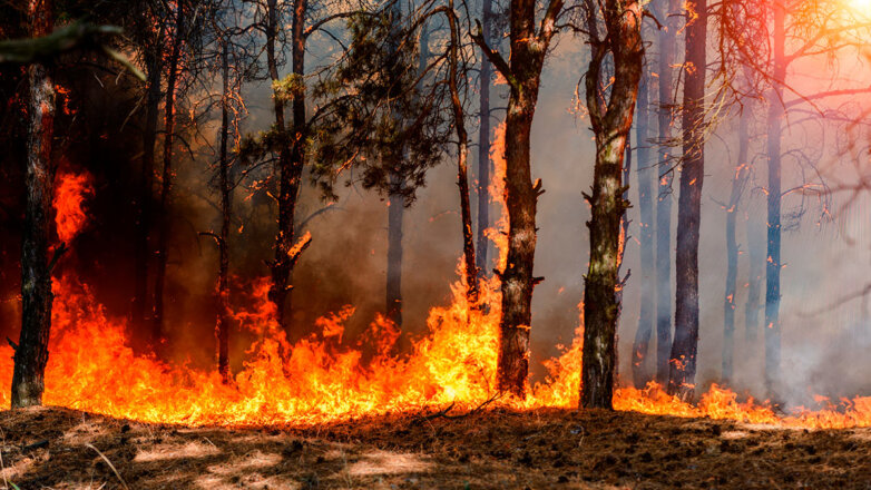Площадь лесных пожаров в России увеличилась за сутки в 2 раза
