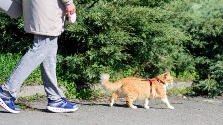 Собираемся на прогулку: как выбрать шлейку для кошки
