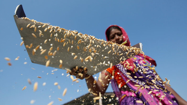 Производство риса в Индии
