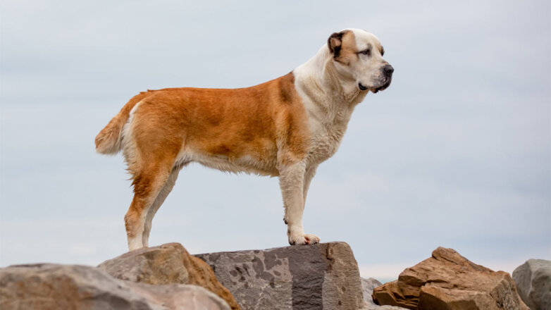 Мощная челюсть и крепкая хватка: рейтинг самых сильных собак в мире