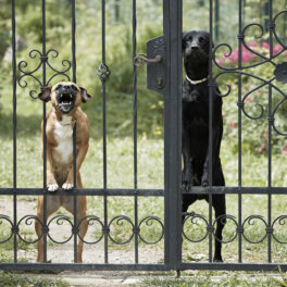 Собака мешает соседям по даче: причины постоянного лая и что с ним делать