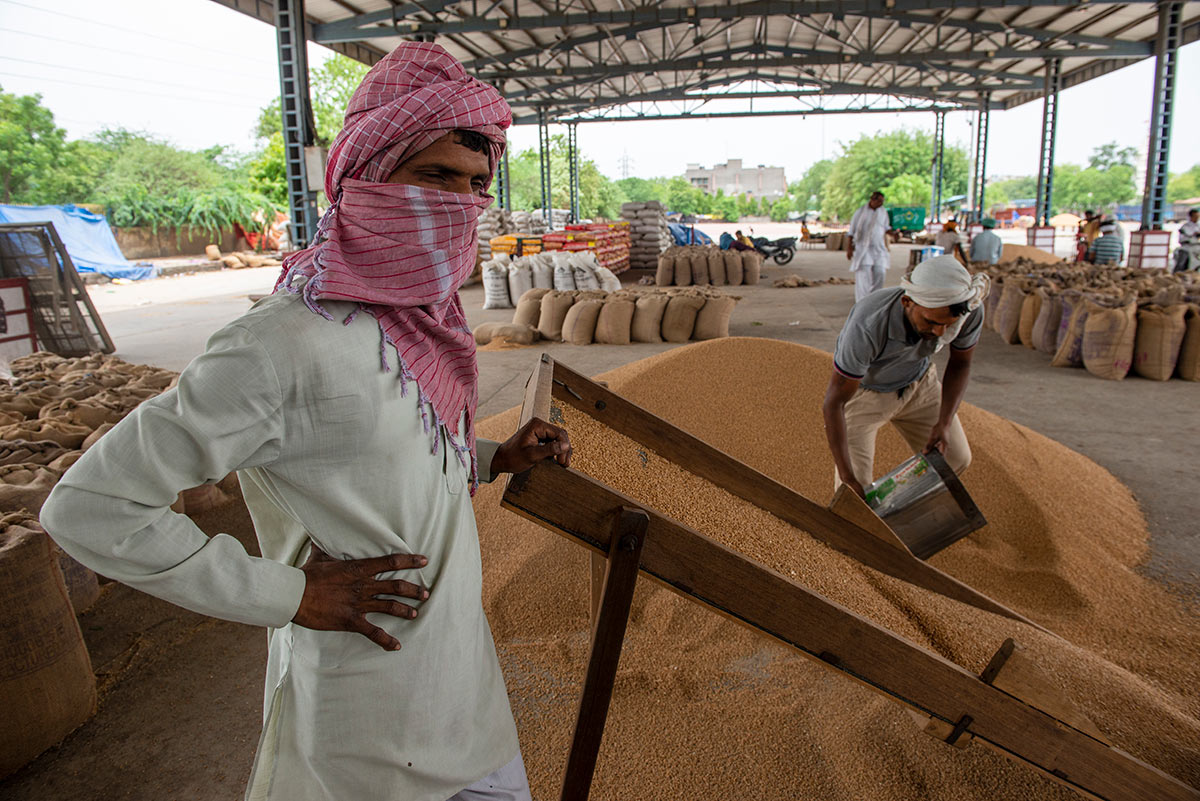 Рынок пшеницы в Индии
