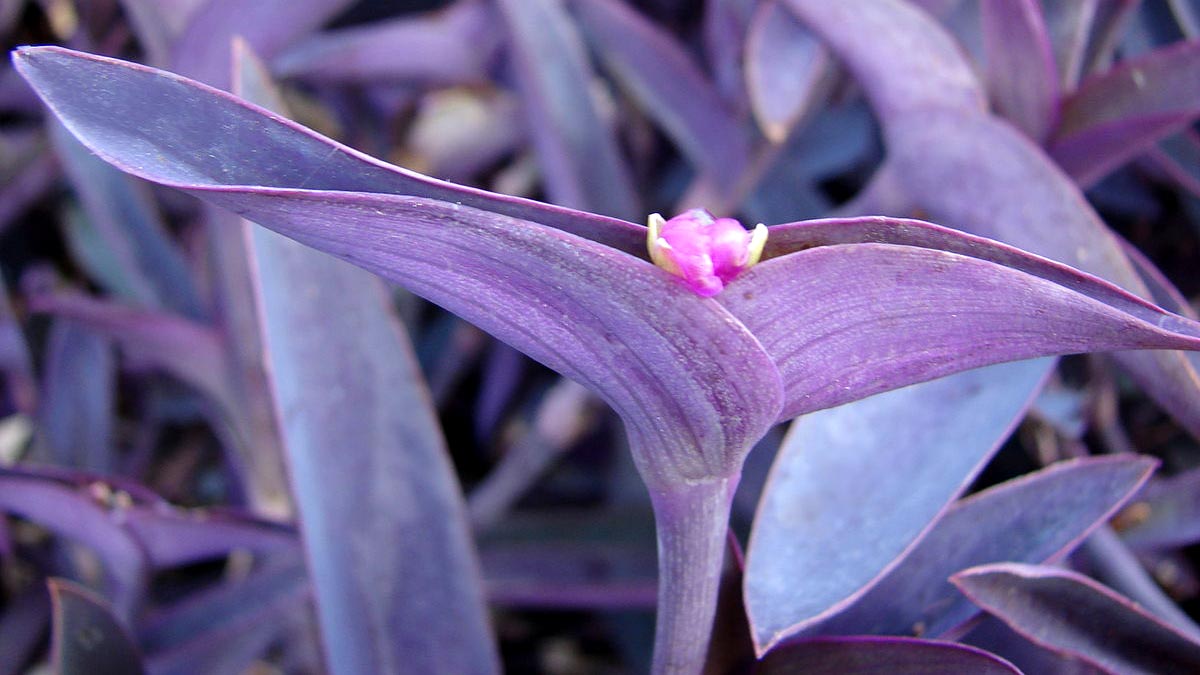 Фиолетовые растения для дома