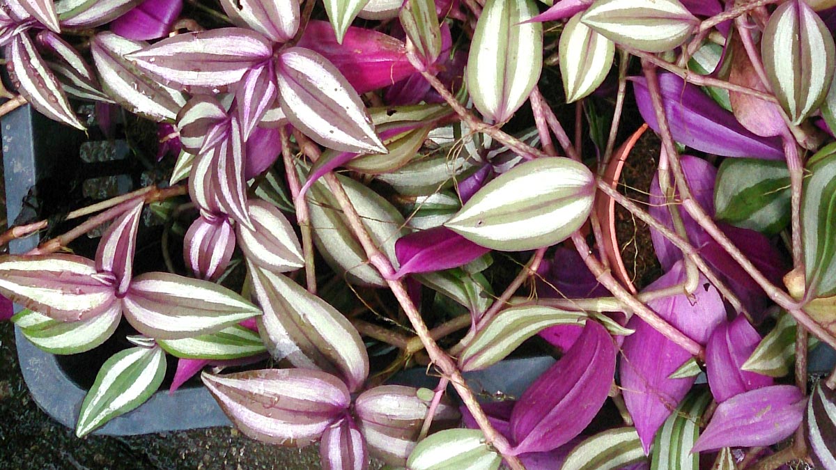Фиолетовые растения для дома
