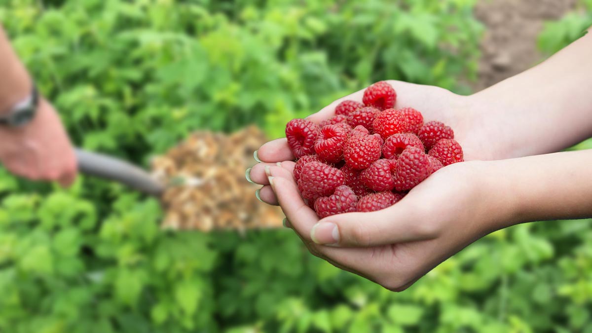 Чем подкормить малину в конце июня: 3 удобрения для крупных и сладких ягод