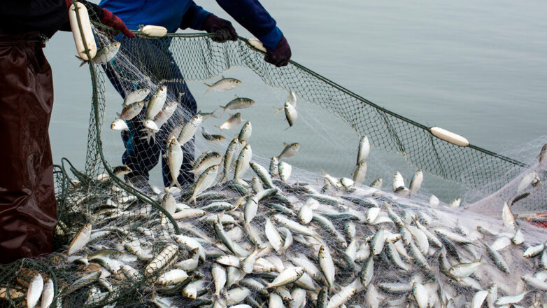 В России с начала 2023 года вылов рыбы вырос на 13%