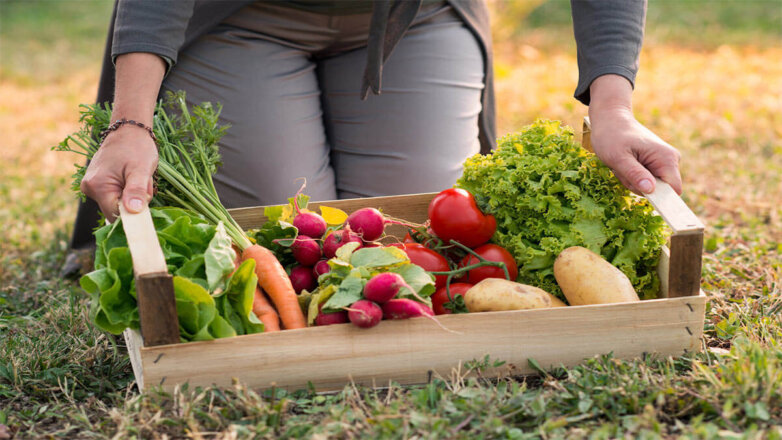 Самые простые в выращивании овощи для дачи: справится даже новичок