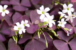 Немного фиолетового: 5 эффектных комнатных растений в необычном цвете