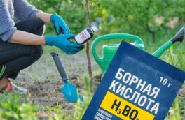 Борная кислота: 4 способа использования удобрения в саду и огороде