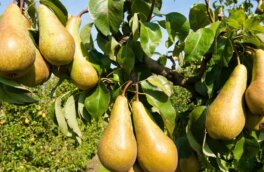 Мифы о еде: польза и вред груш, сколько их можно есть и как выбрать спелые
