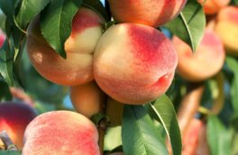 Мифы о еде: польза и вред персиков, сколько их можно есть, как выбрать вкусные