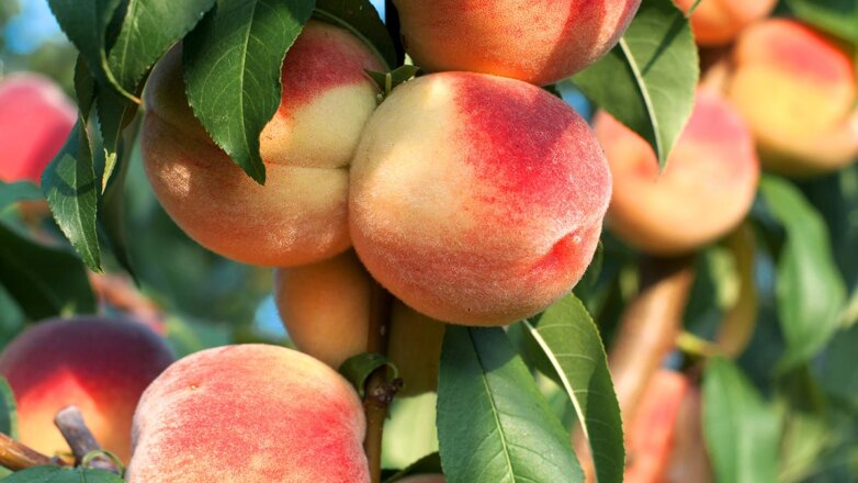 Мифы о еде: польза и вред персиков, сколько их можно есть, как выбрать вкусные