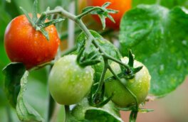 Как ухаживать за томатами во второй половине лета для долгого и обильного плодоношения: советы агронома