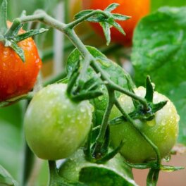 Как ухаживать за томатами во второй половине лета для долгого и обильного плодоношения: советы агронома