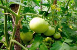 Сладкие и крупные: чем подкормить помидоры в июле