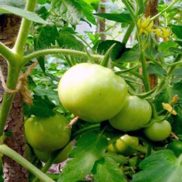 Сладкие и крупные: чем подкормить помидоры в июле