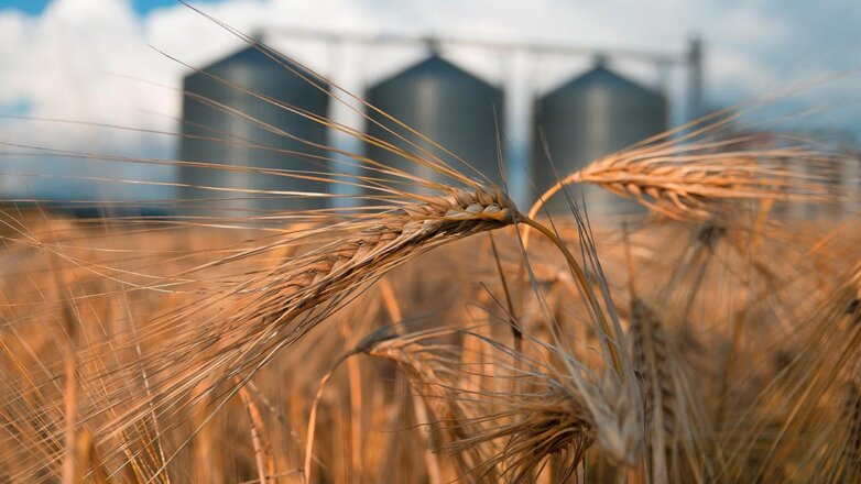 Минсельхоз увеличит пошлину на экспорт пшеницы из России