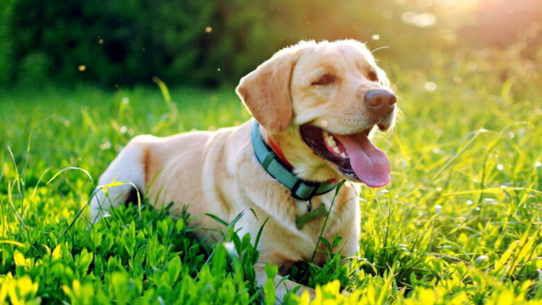 Пять полезных советов для хозяев собак летом