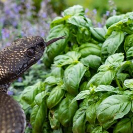 Гонят змей с участка: 6 простых растений для защиты сада и дачи