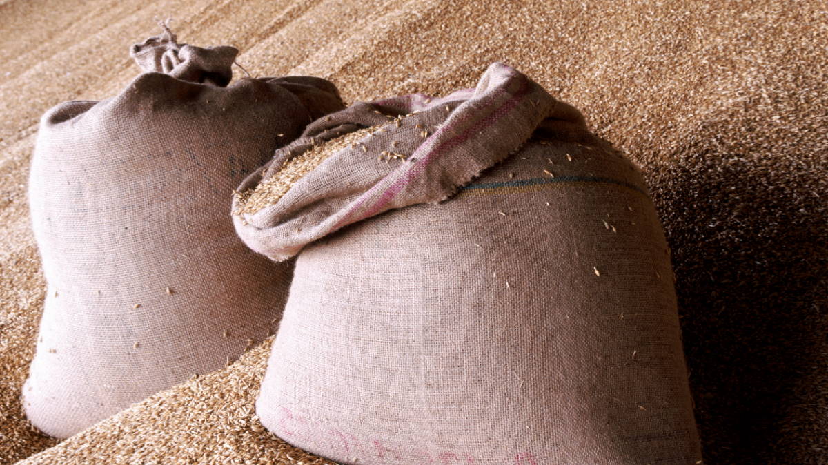 В ООН заявили о снижении мировых цен на зерно в ноябре на 1,3%