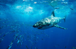 Водятся ли акулы в морях Турции и как избежать встречи с ними