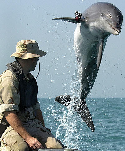 Боевой дельфин с локатором