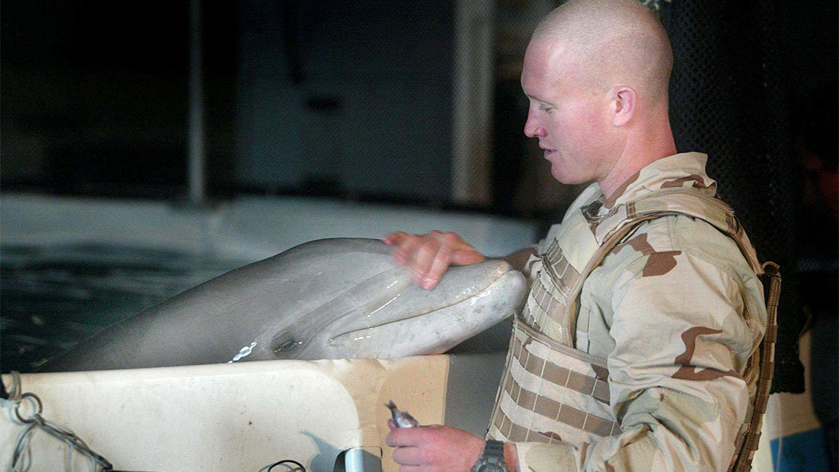 Боевой дельфин, обученный обнаруживать подводные мины