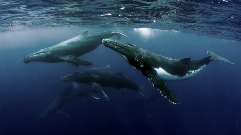 Горбатым китам из-за изменения климата грозит сокращение популяции