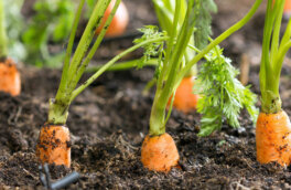 Как получить хороший урожай моркови: схема подкормок и другие агроприемы