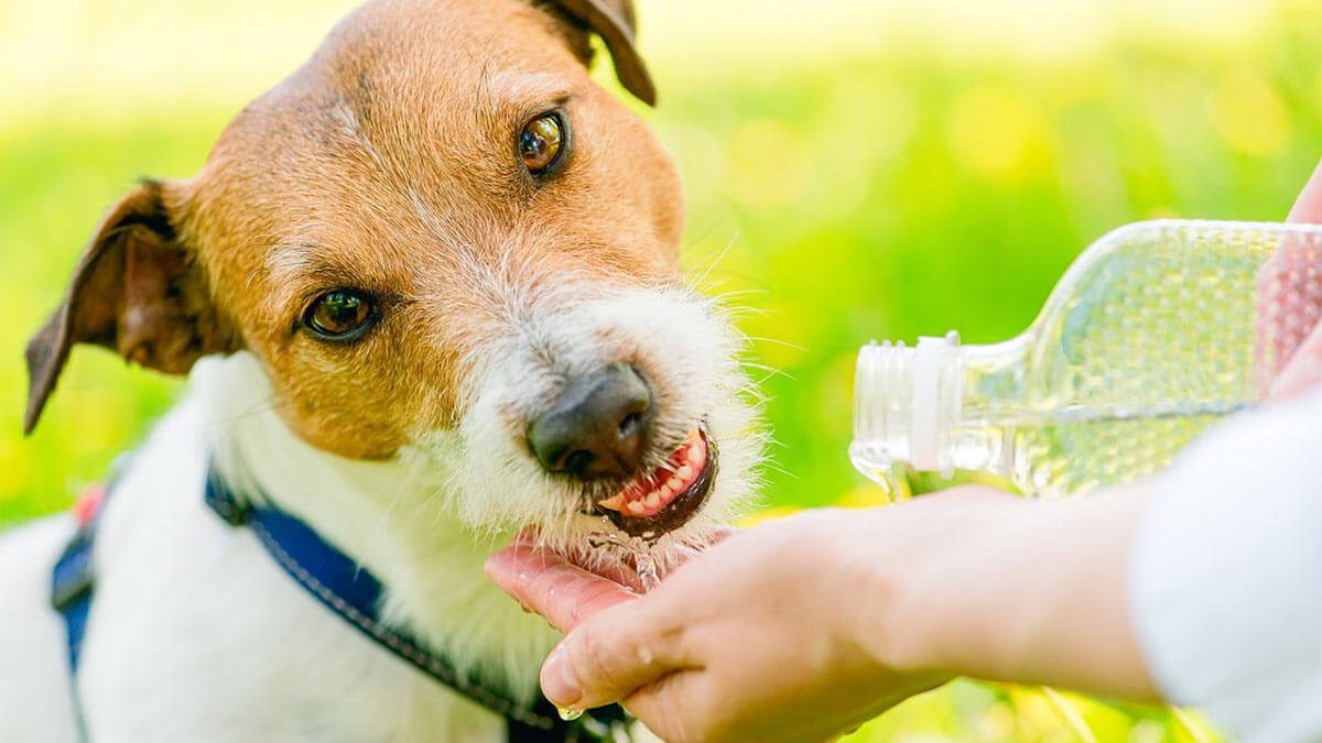 Кинолог объяснил, как оказать собаке первую помощь при обезвоживании в жару