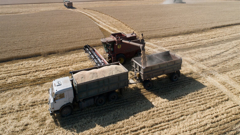 Сбор урожая зерна в России