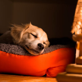 Собаки тоже снятся: сны и кошмары у домашних питомцев