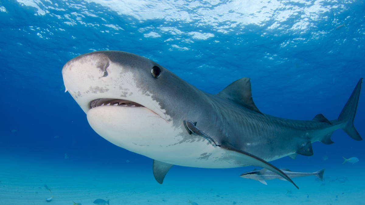 В Египте выяснили причину нападения акул на туристов в Хургаде