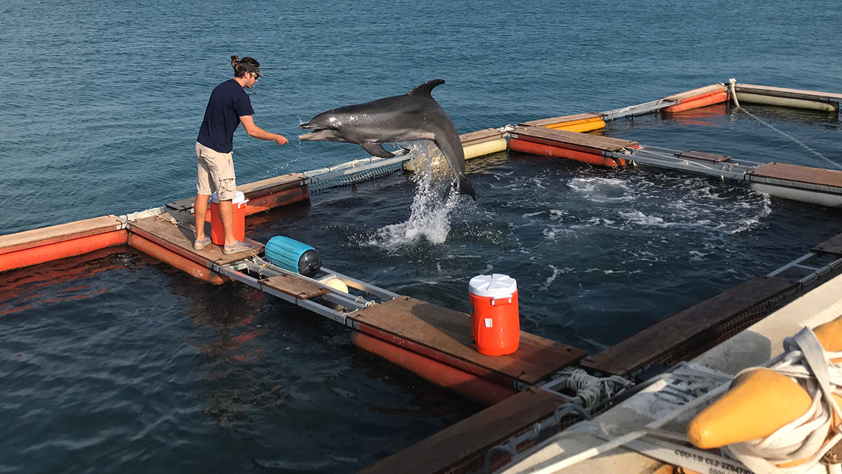 Тренировка дельфинов на военно-морской авиабазе Ки-Уэст в гавани Трумэн