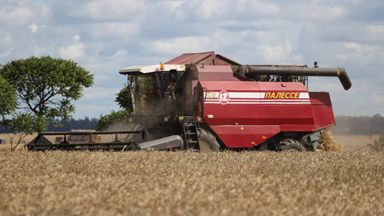 Белоруссия не будет экспортировать зерно, несмотря на ожидаемый хороший урожай