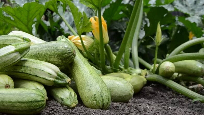 Как продлить плодоношение кабачков до заморозков: 5 советов для богатого урожая