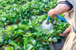 Как правильно поливать клубнику для хорошего урожая: советы огородникам