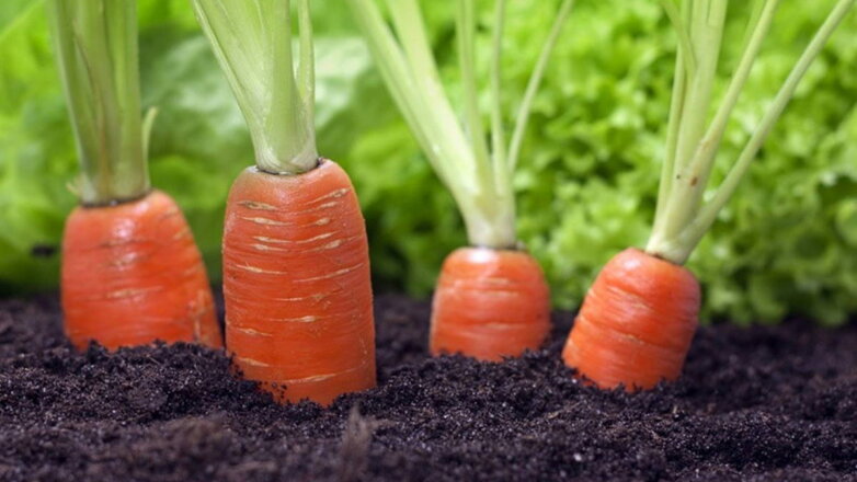 Для сладости и роста: чем и как подкормить морковь в августе