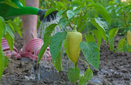 Для богатого урожая: чем подкормить перец во время цветения и плодоношения