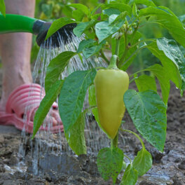 Для богатого урожая: чем подкормить перец во время цветения и плодоношения