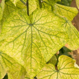 Чем подкормить огурцы, если пожелтели листья: советы опытных дачников