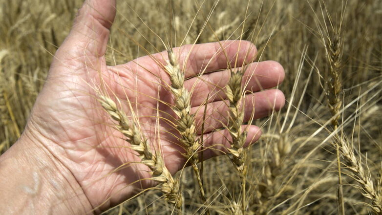 1129651 пшеница в руке пшеничное поле