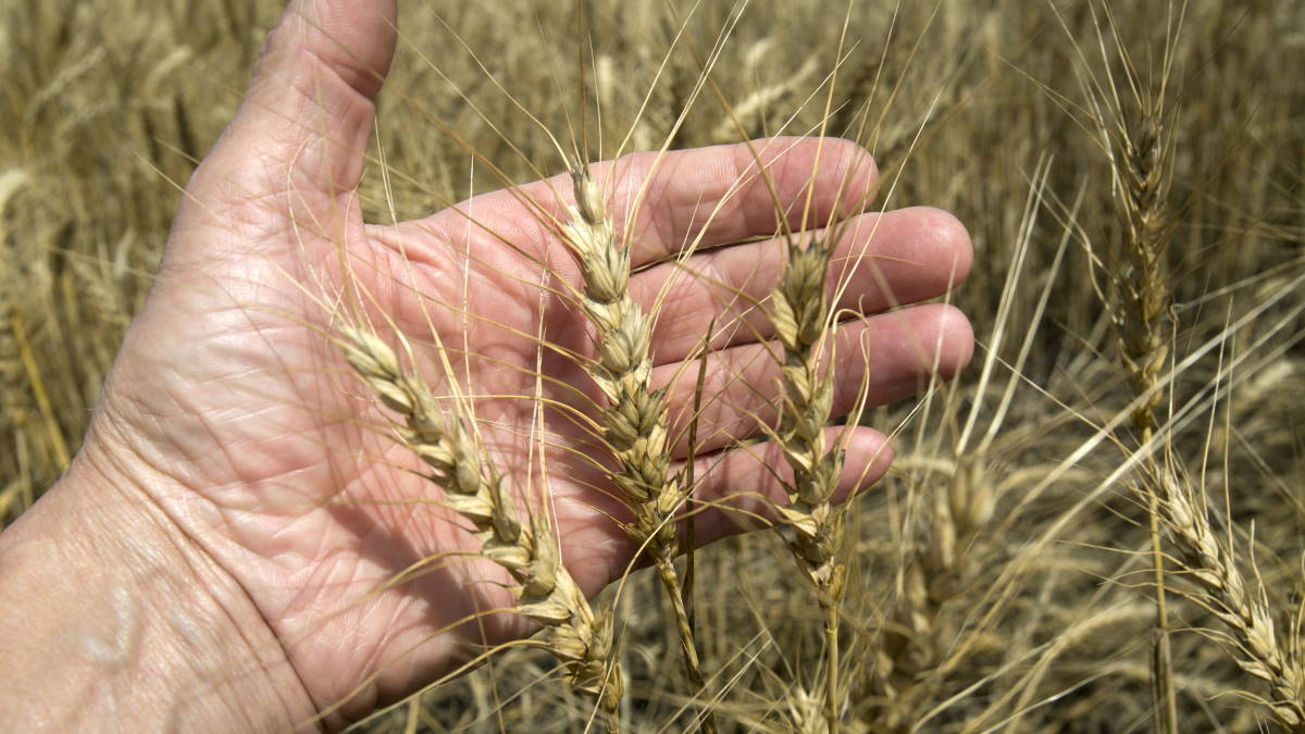 пшеница в руке