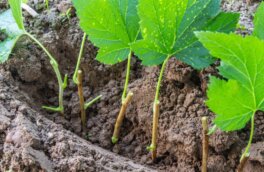 Как размножить черную смородину летом без хлопот: советы опытных садоводов