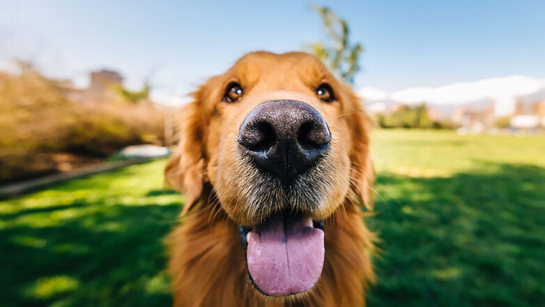 "Видят" носом: ученые открыли необычную способность собак