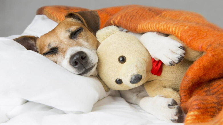 Чтобы быть веселой и здоровой: сколько должна спать собака