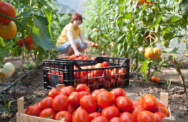 Зола и йод: хитрый способ, чтобы помидоры плодоносили все лето без перерыва